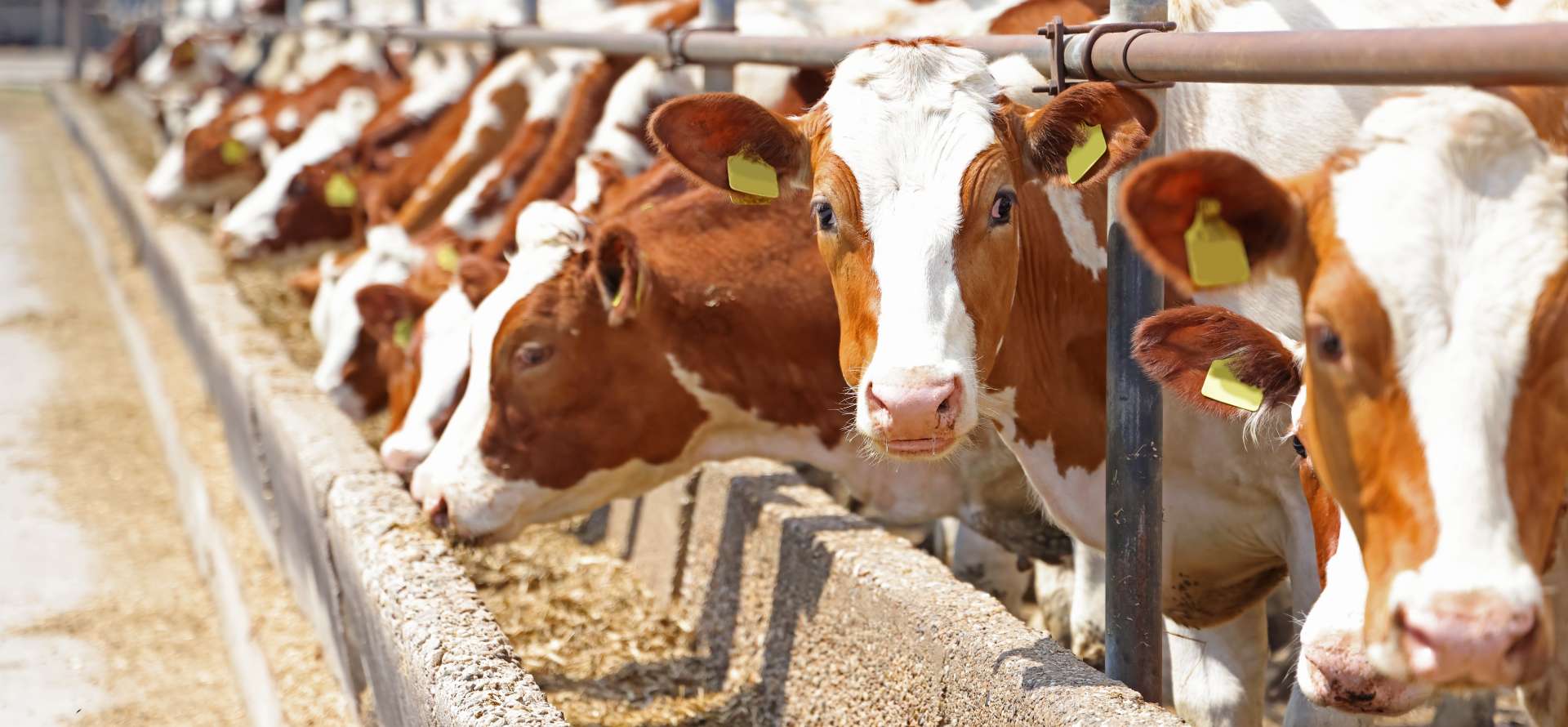 Automated feeding systems for livestock farms 邊緣運算應用於智慧畜牧場的乳牛餵飼